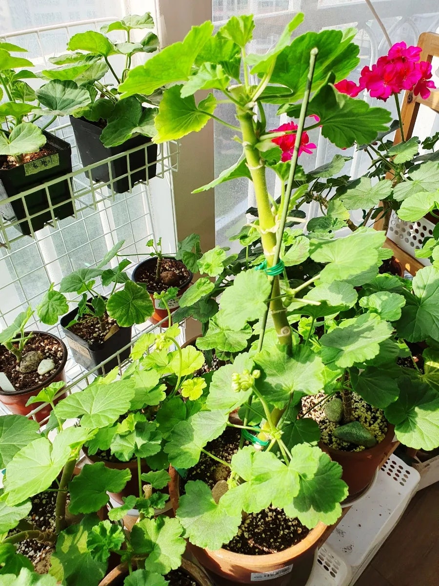 키모주 이미지