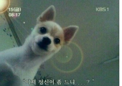 금목수 이미지