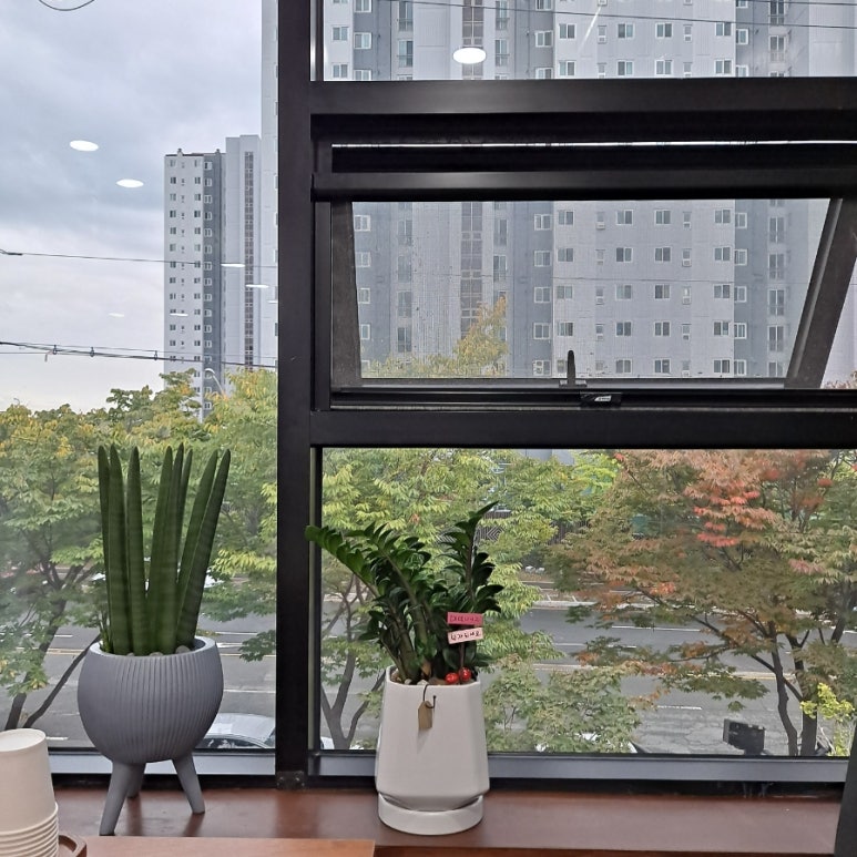 돼지도온 이미지