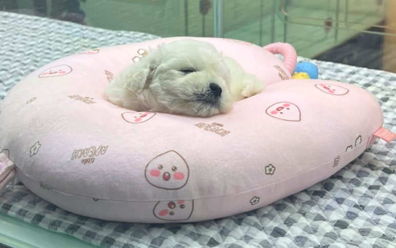 불로만숯불바베큐1 이미지