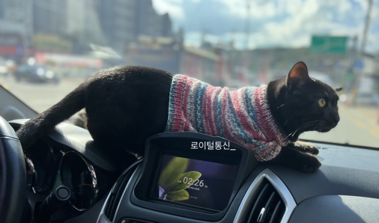로이통신 이미지