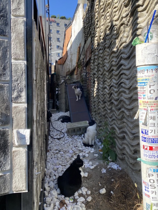 양키스카페 이미지