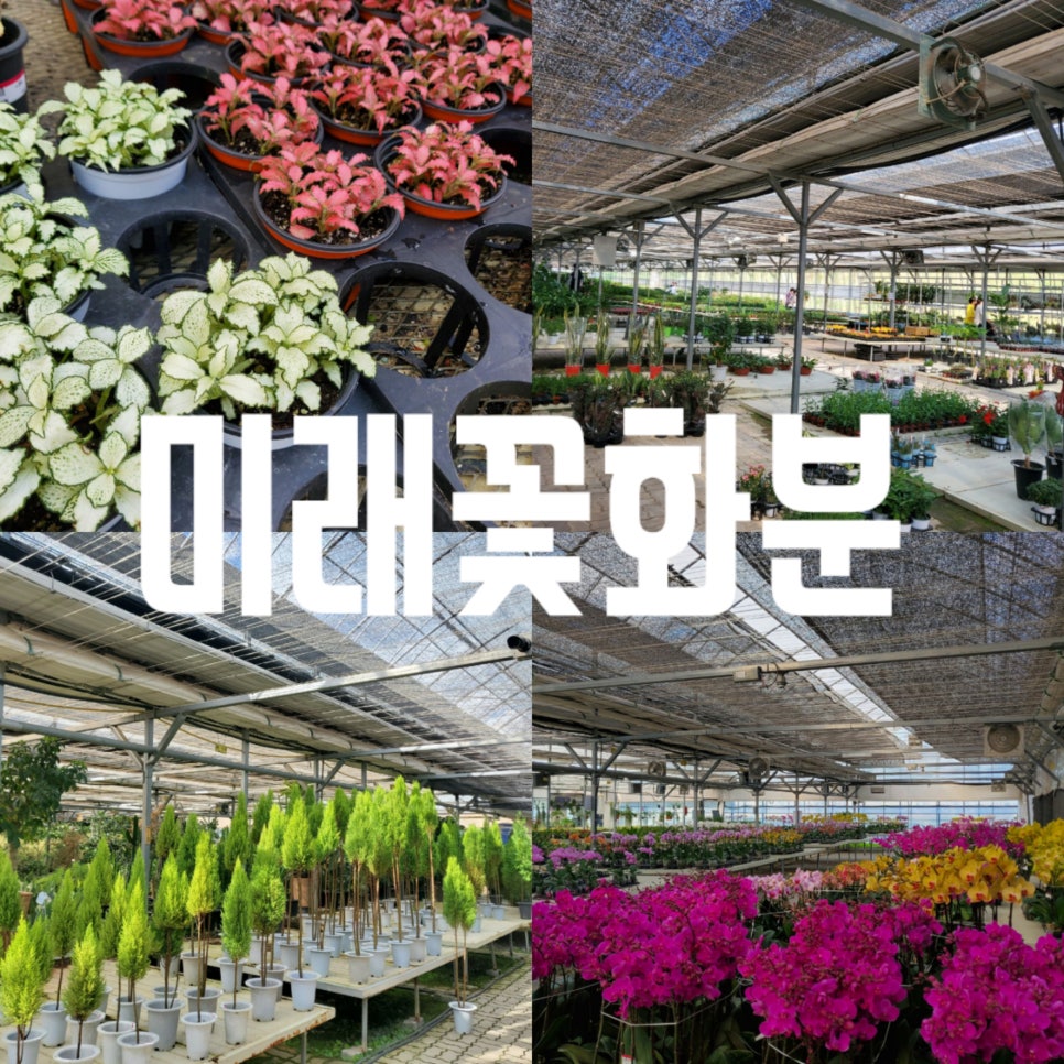 미래꽃화분 이미지