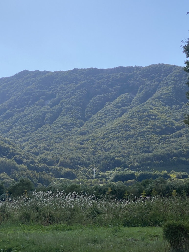 황산애견 이미지