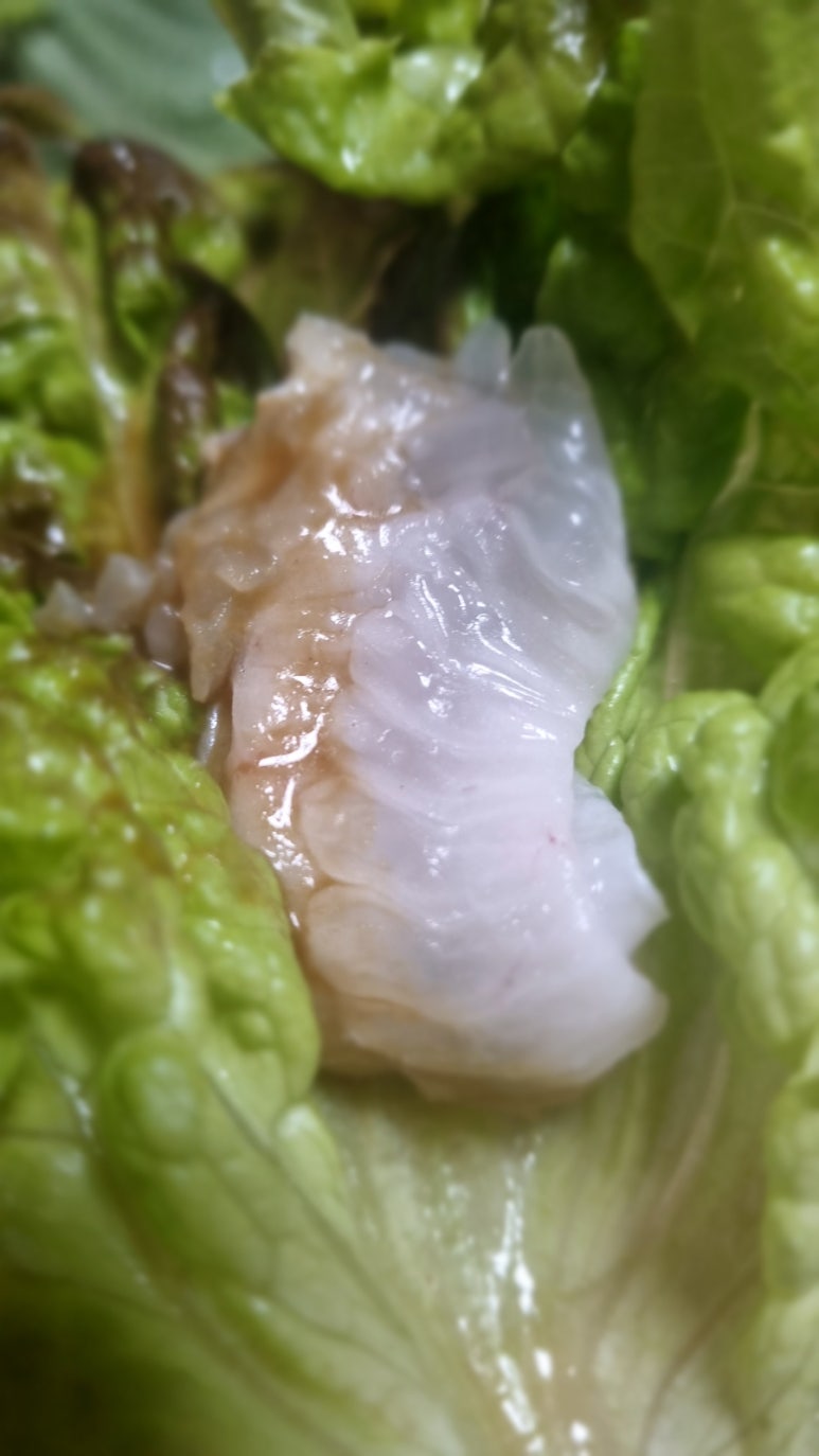 울릉도회산오징어 이미지