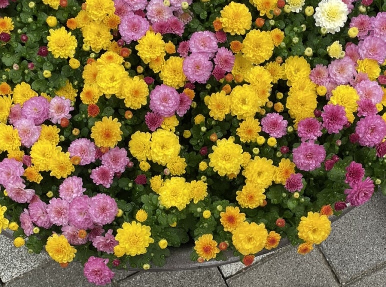 소하축산 이미지