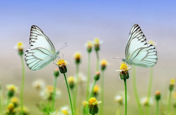 목포순대 이미지