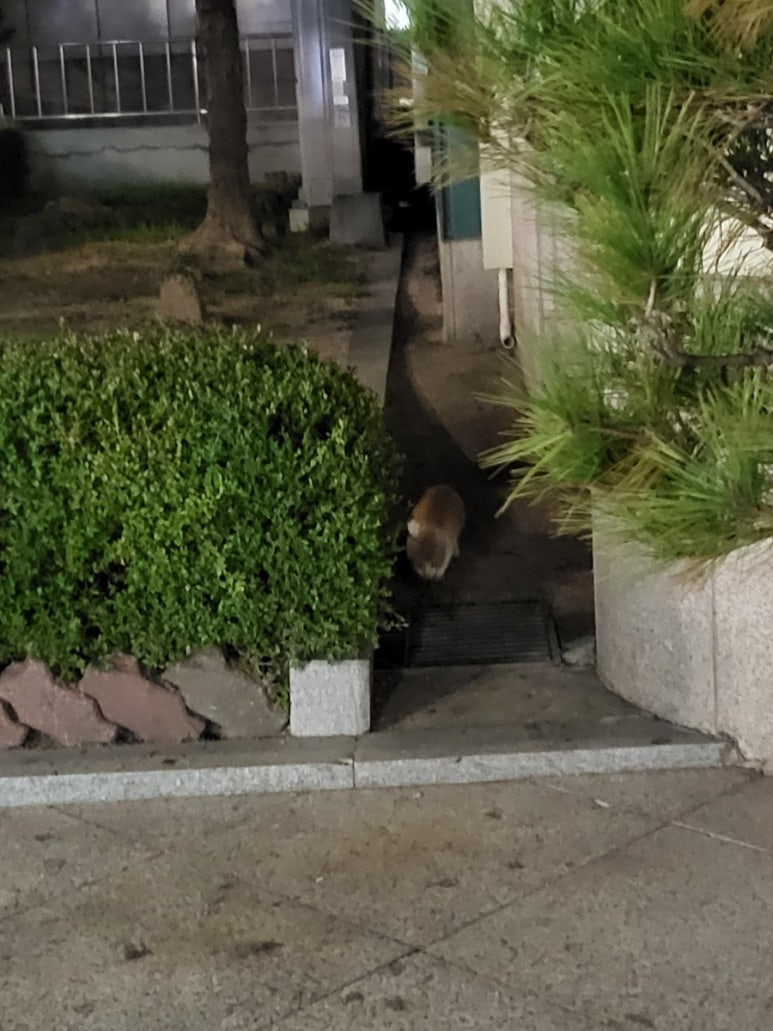 1001양꼬치 이미지