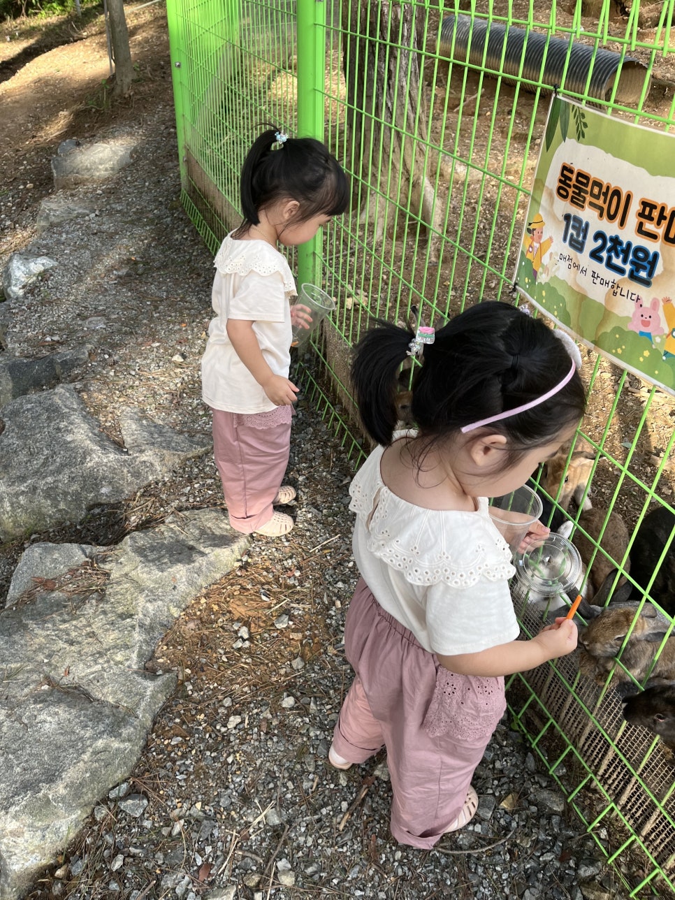 숲속의 베리팜 이미지