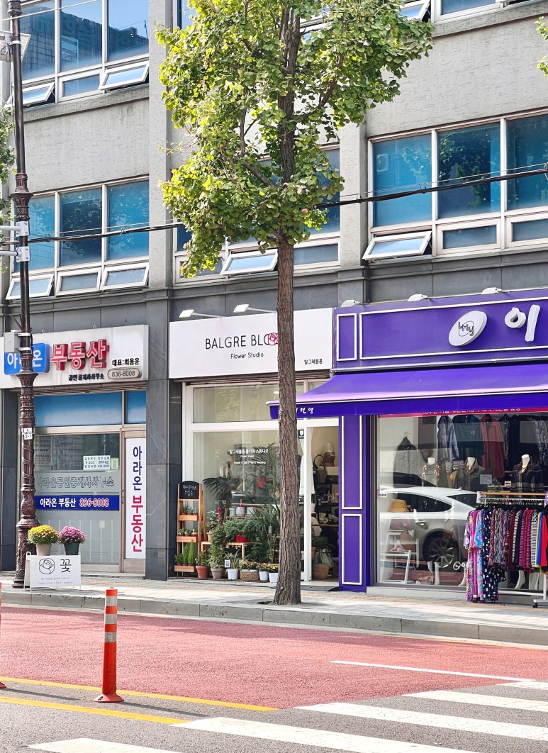 발그레블룸 이미지