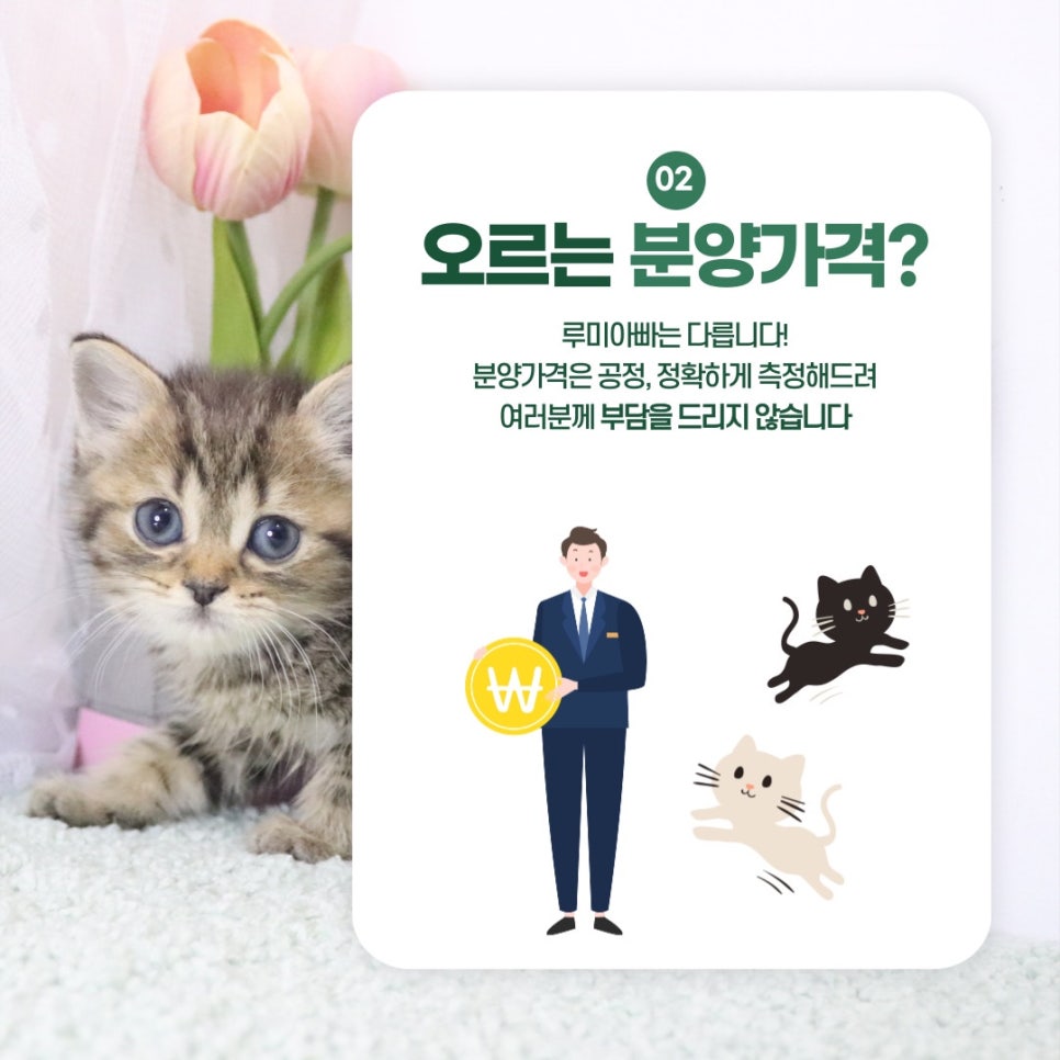 메이오드 이미지