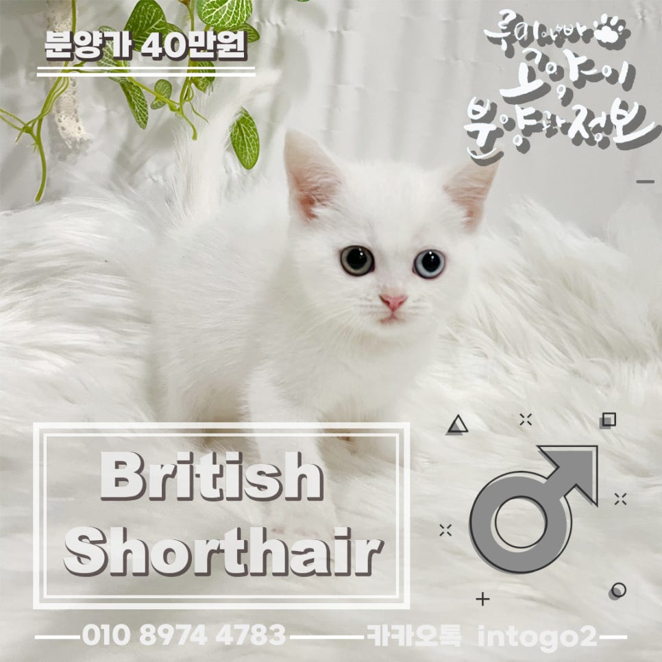 메이오드 이미지