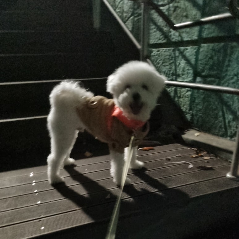 봄봄 죽도점 이미지