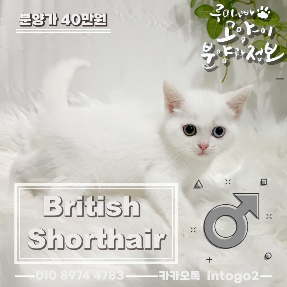 메이오드 이미지