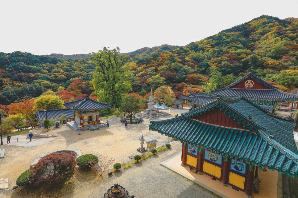 카페황금나무 이미지