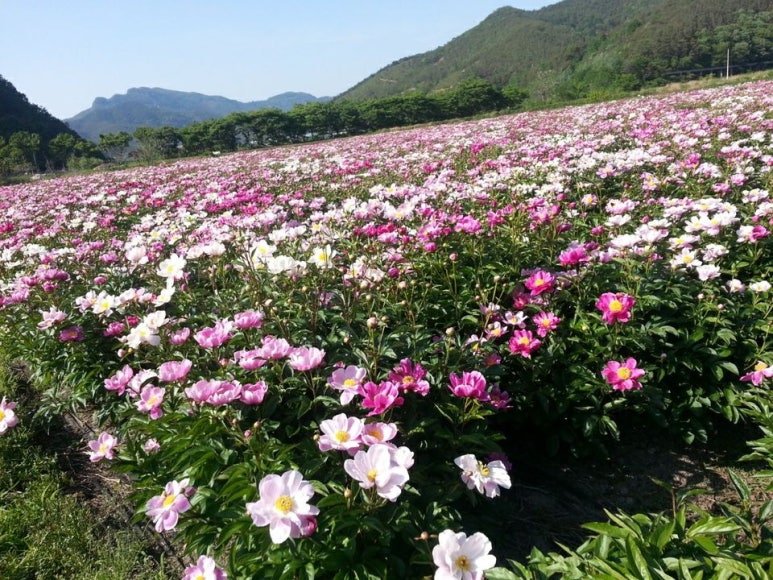 전남생약농업협동조합 이미지