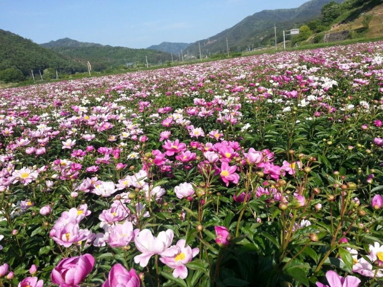 전남생약농업협동조합 이미지