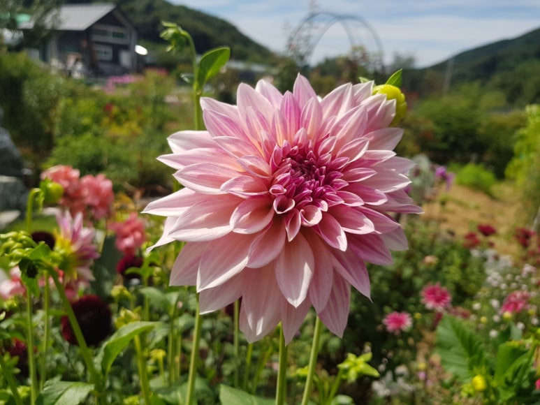 라일라 이미지
