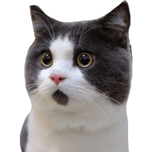 바바라코코 오리지널 이미지