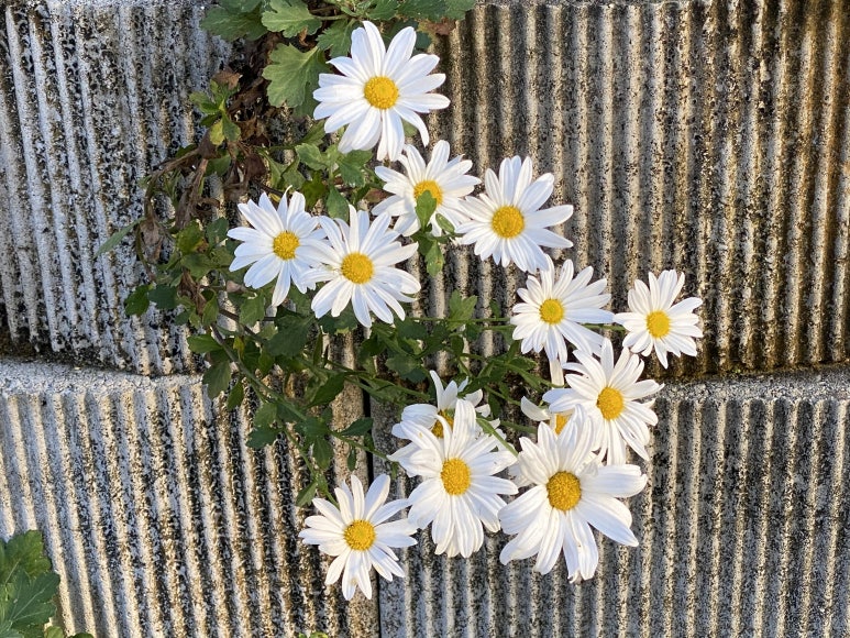 신수다방 이미지