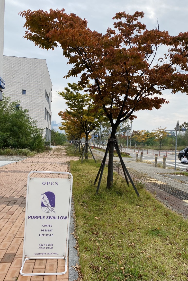 퍼플 스왈로우 이미지