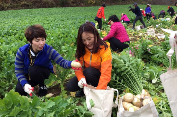 양구펀치볼사과 이미지