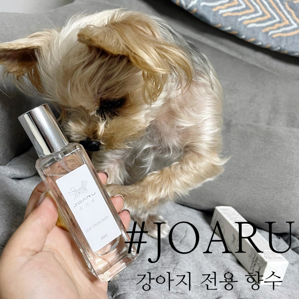 조아루 이미지