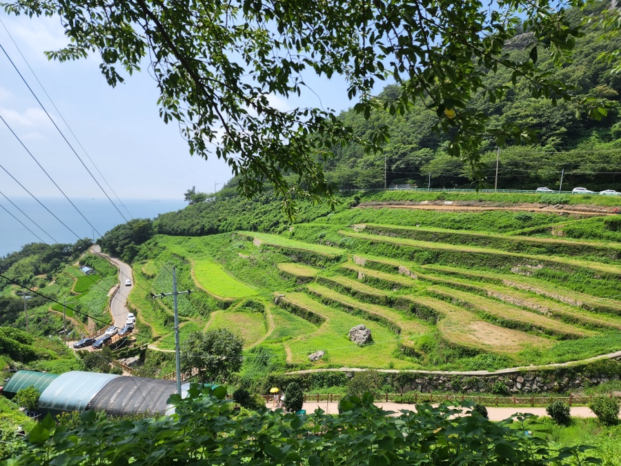 고동마을칼국수 이미지