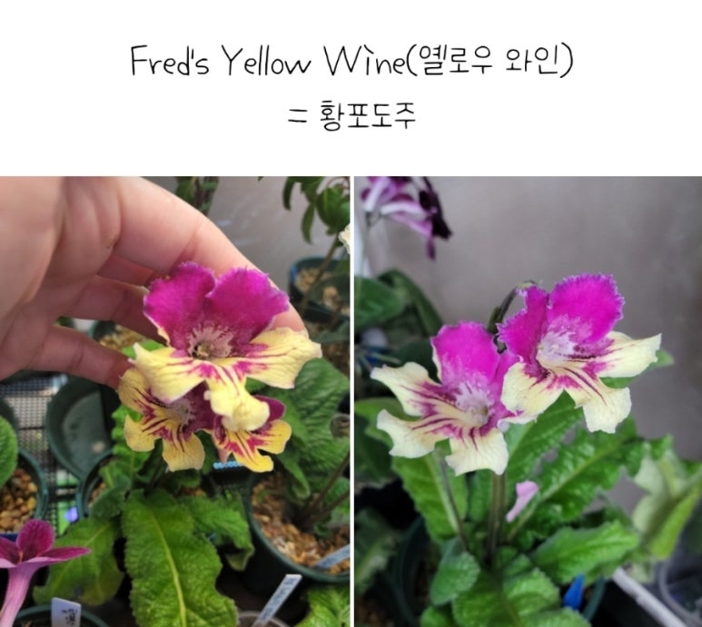 냐옹이네꽃집 이미지