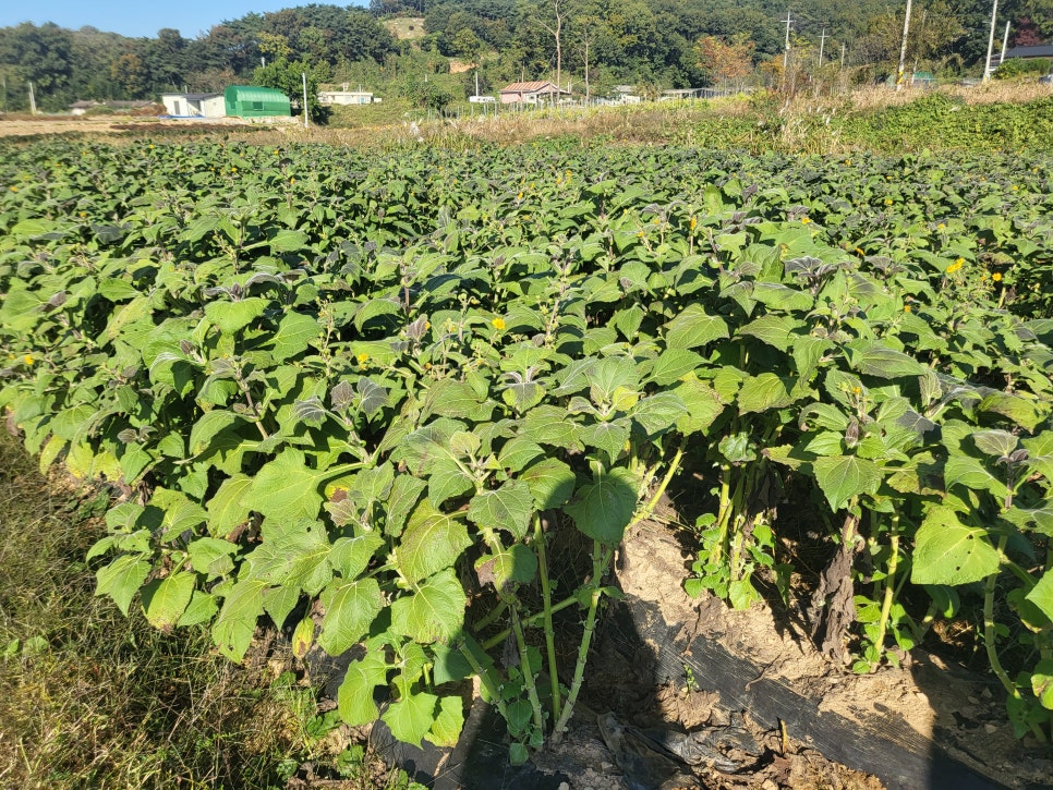 아삽야콘농원 이미지