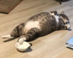 폭풍장어 이미지