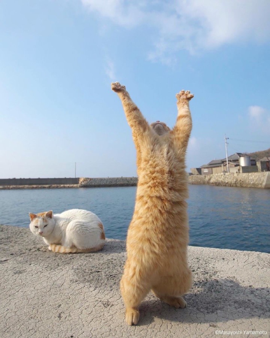 바부 사진 3