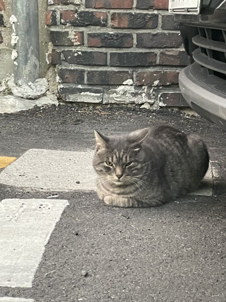 피리피리 이미지