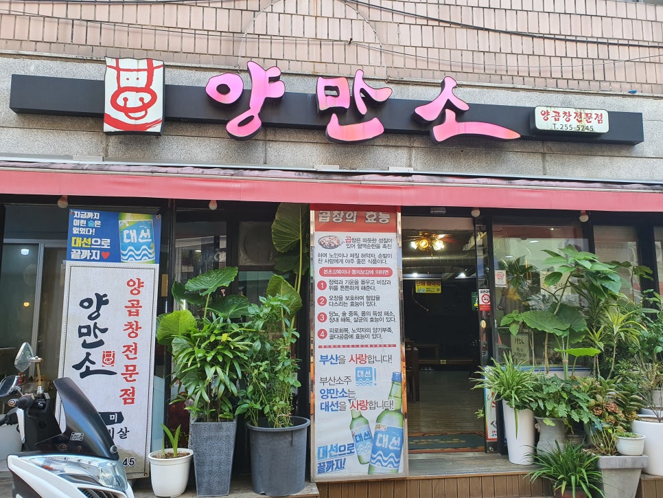 양만소 이미지
