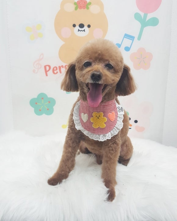 예쁘댕 이미지