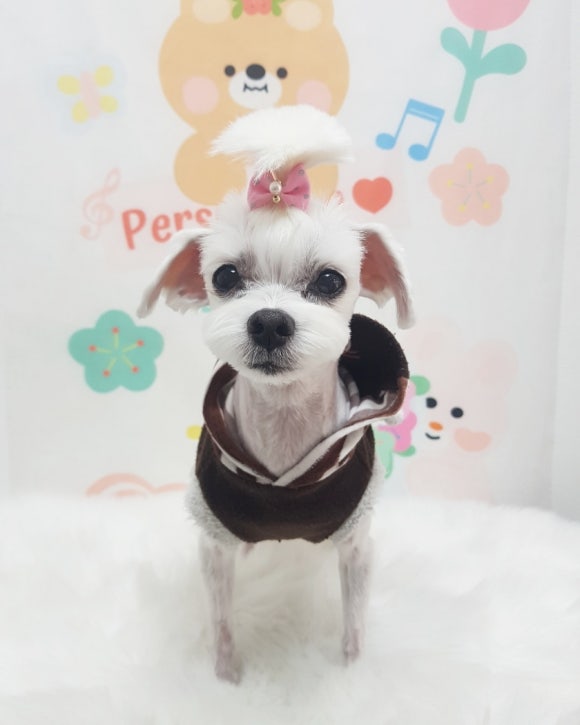 예쁘댕 이미지
