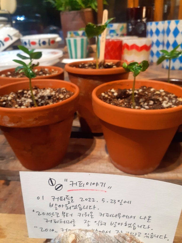 커피밥나무 이미지