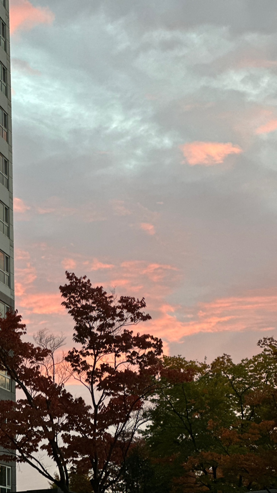 설악흑염소 이미지