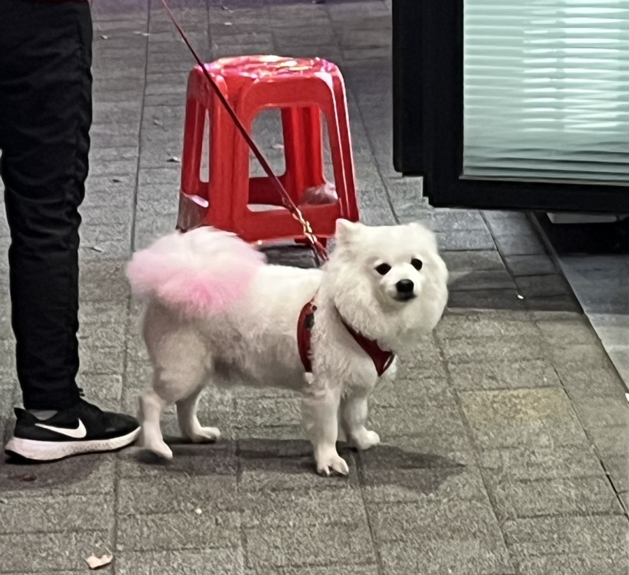 해녀조개돌문어탕 이미지