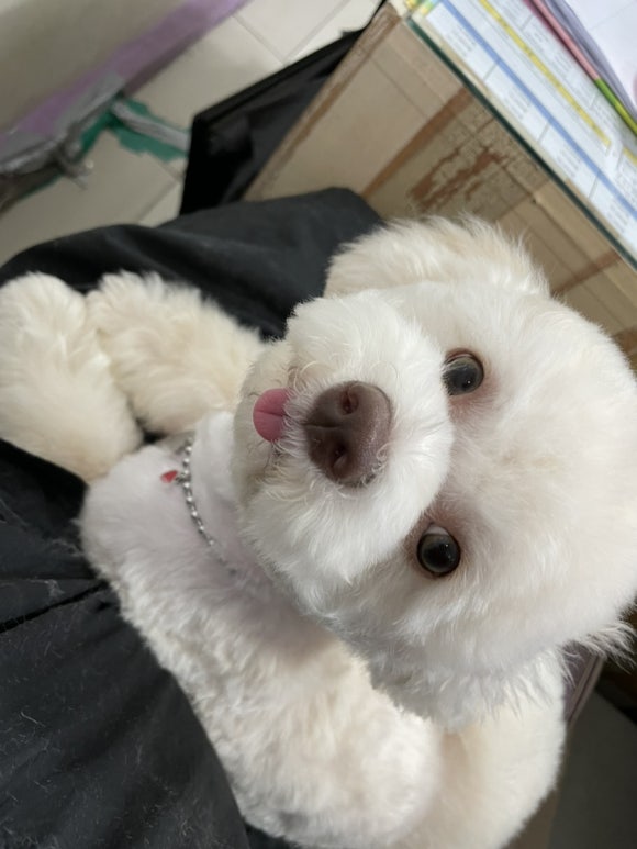 구구아리랑 이미지
