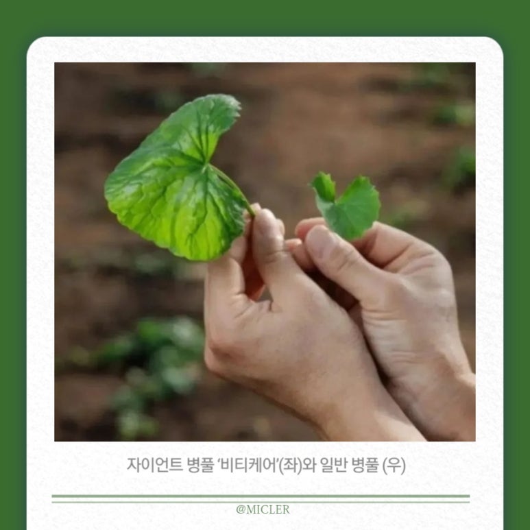 자이언트컴퍼니 이미지