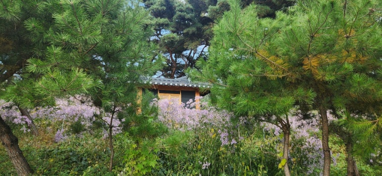 핑크노래연습장 이미지