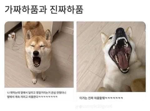 진짜 이미지