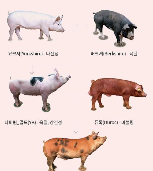 영미트팜 이미지
