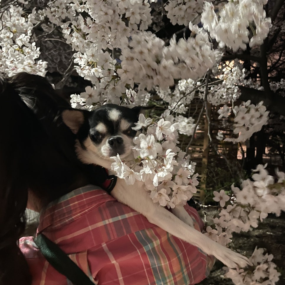 김호두 이미지