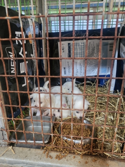 배가유기 이미지