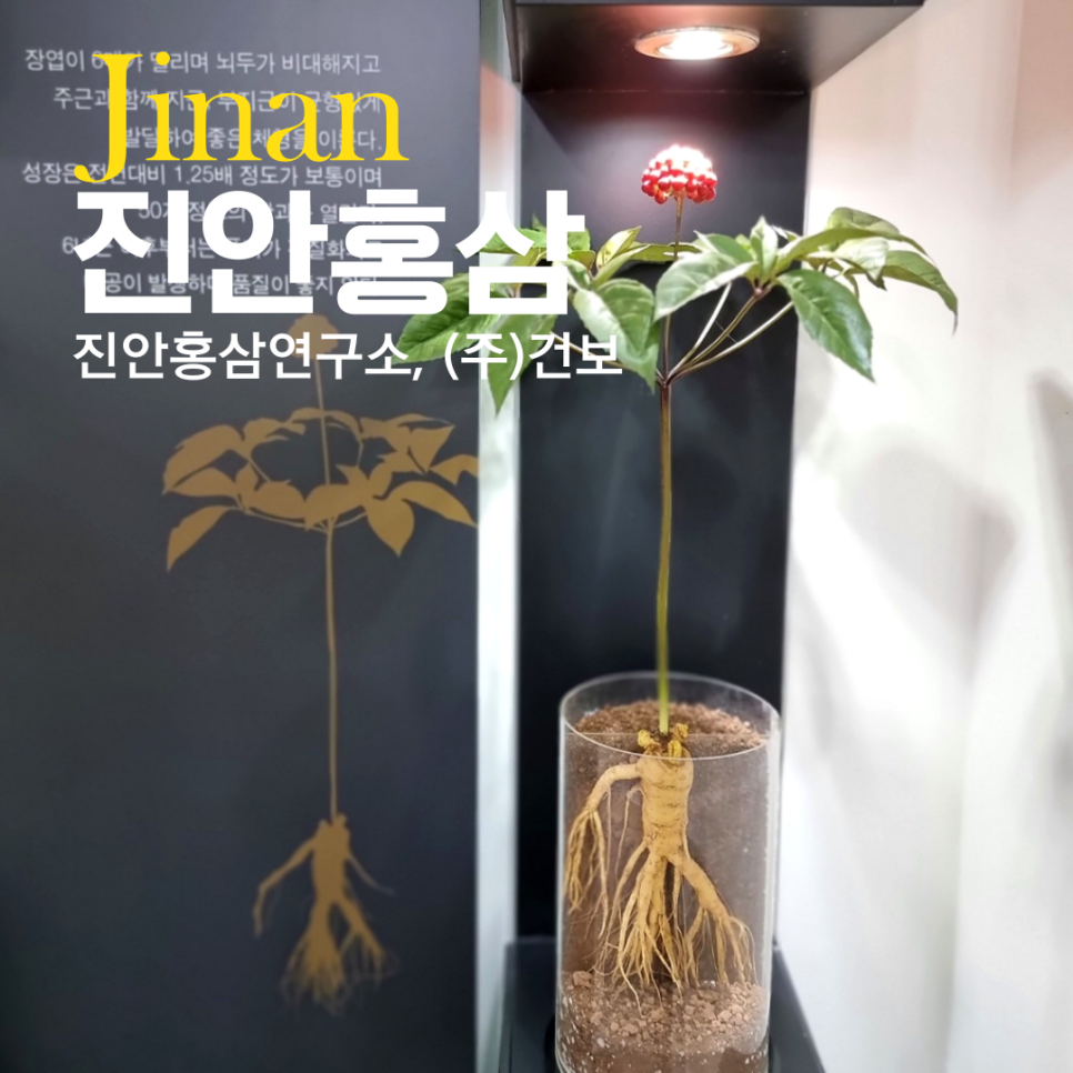 강화홍삼(주) 이미지