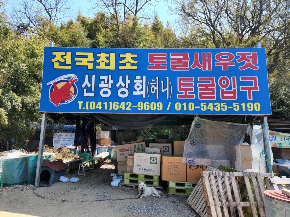 독배토굴새우젓 이미지