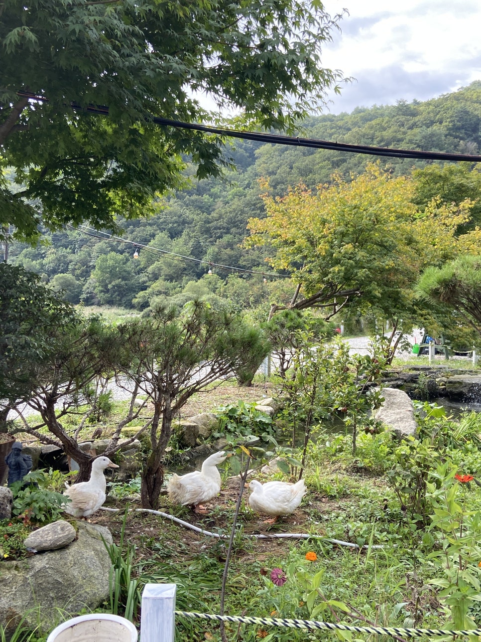 여울애꽃물들인 이미지