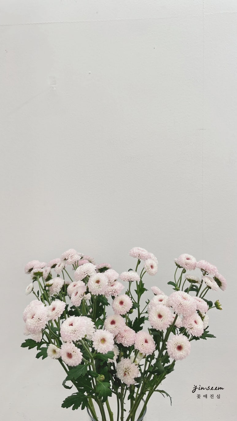 꽃애진심 이미지